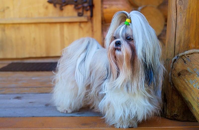 Shih Tzu dog