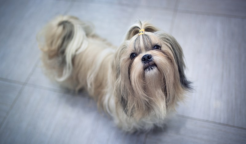 Everything You Should Know About The Shih Tzu Breed of Dogs