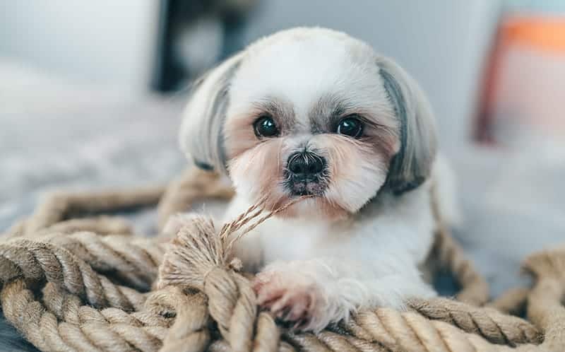 Shih Tzu Price