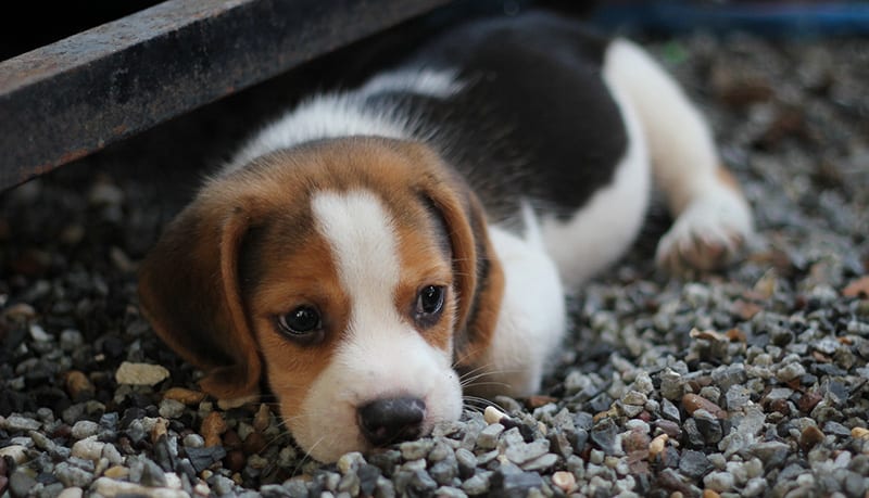 How much does a Beagle cost? 