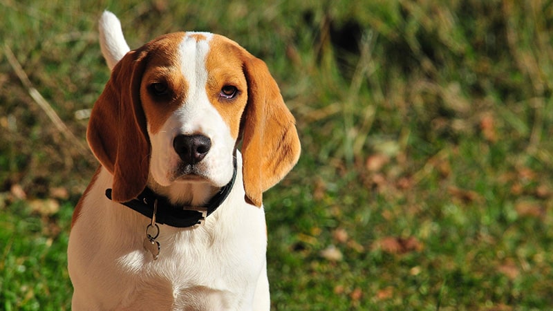 Serious Beagle