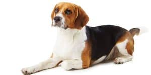 beagle dog