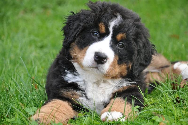 what is the average price of a bernese mountain dog