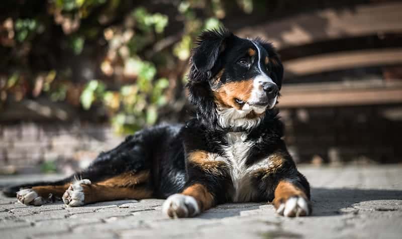 Bernese Mountain Dog price