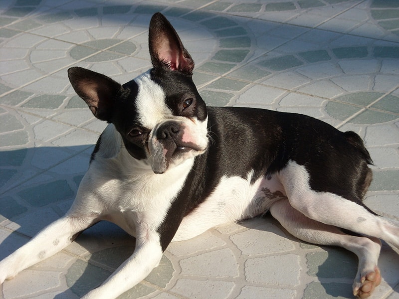 how expensive is a boston terrier? 2