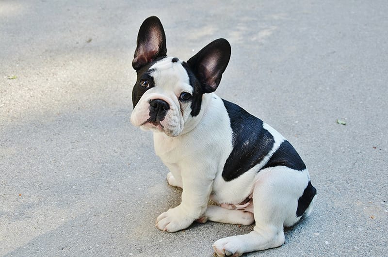 French Bulldog price