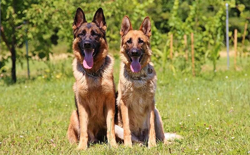 Two German Shepherds