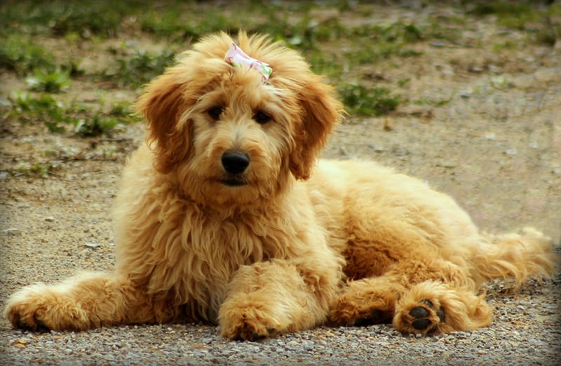 Goldendoodle Names