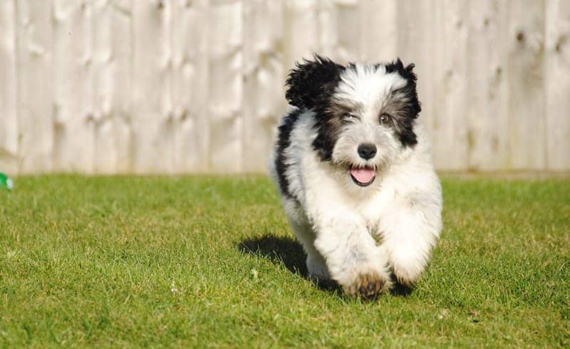 225 Perfect Polish Dog Names My Dog s Name