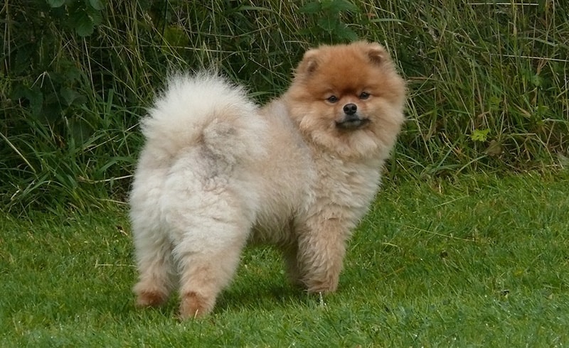 How much is a Pomeranian? 