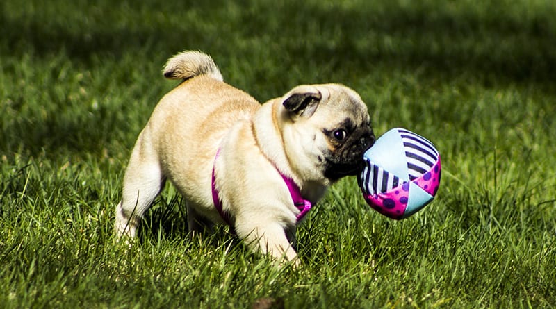 Pug with ball
