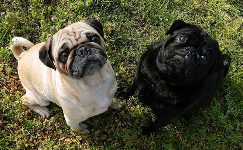 Two pugs