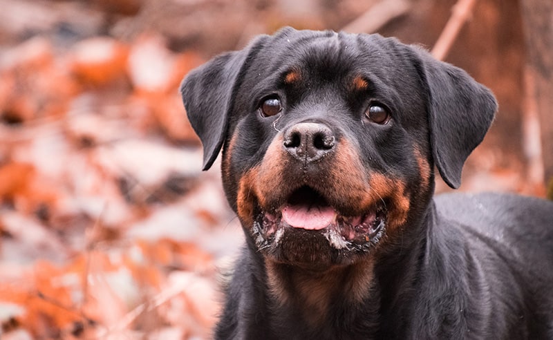 how much should a rottweiler pitbull mix weigh