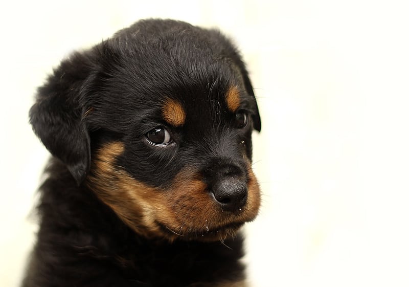 how much are rottweiler puppies? 2