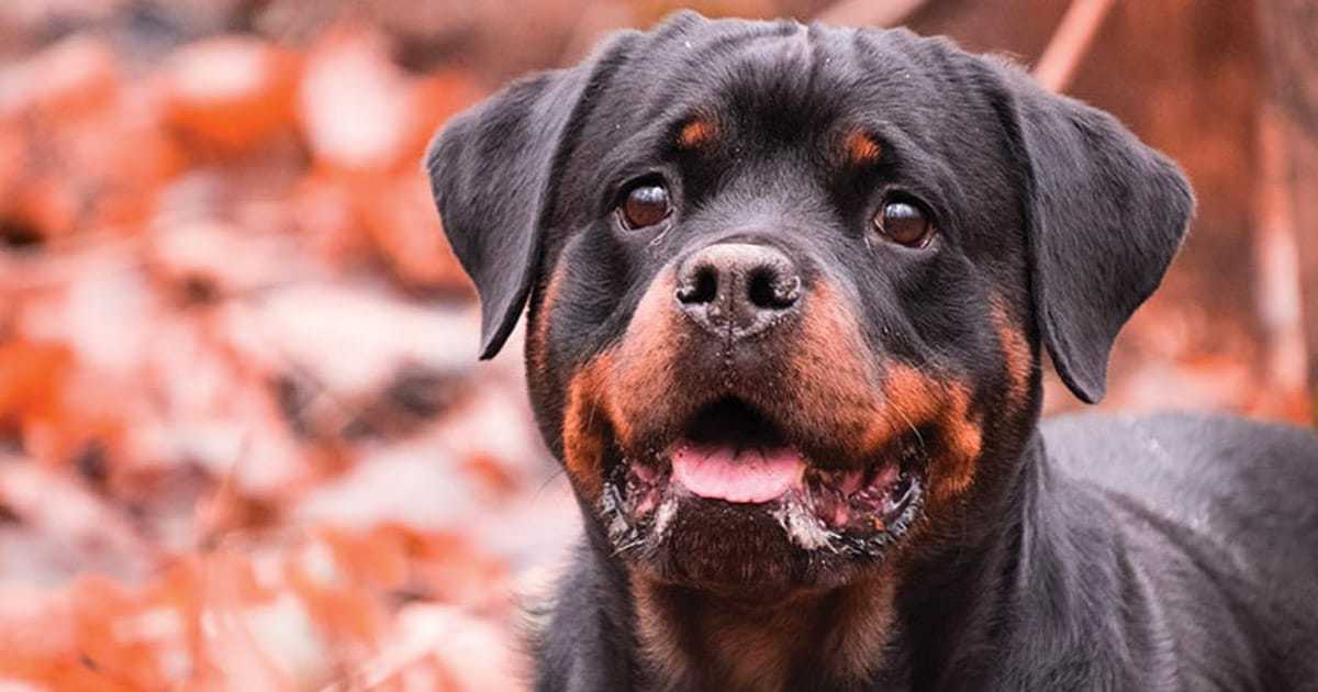 Rottweiler Price – How Much is This Gentle Giant?