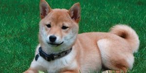 shibu inu puppy