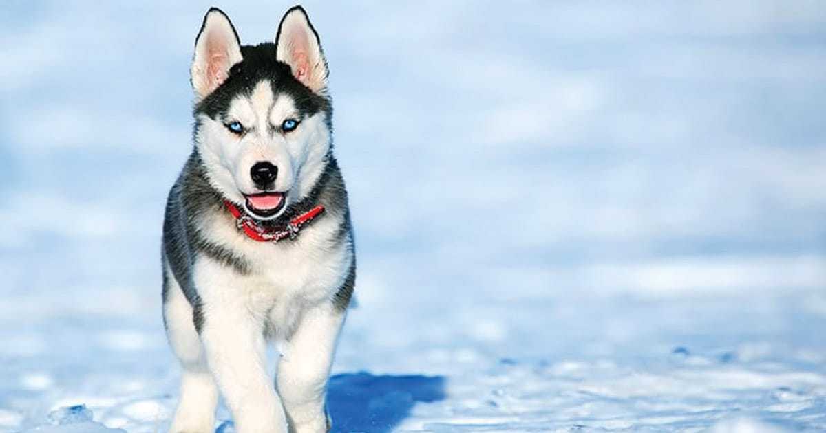 Siberian Husky Price Discover This Canine s Cost My Dog s Name