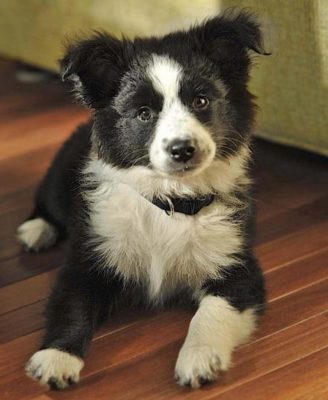 Border Collie Australian Shepherd Mix