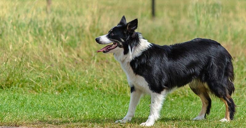 Border Collie Australian Shepherd Mix