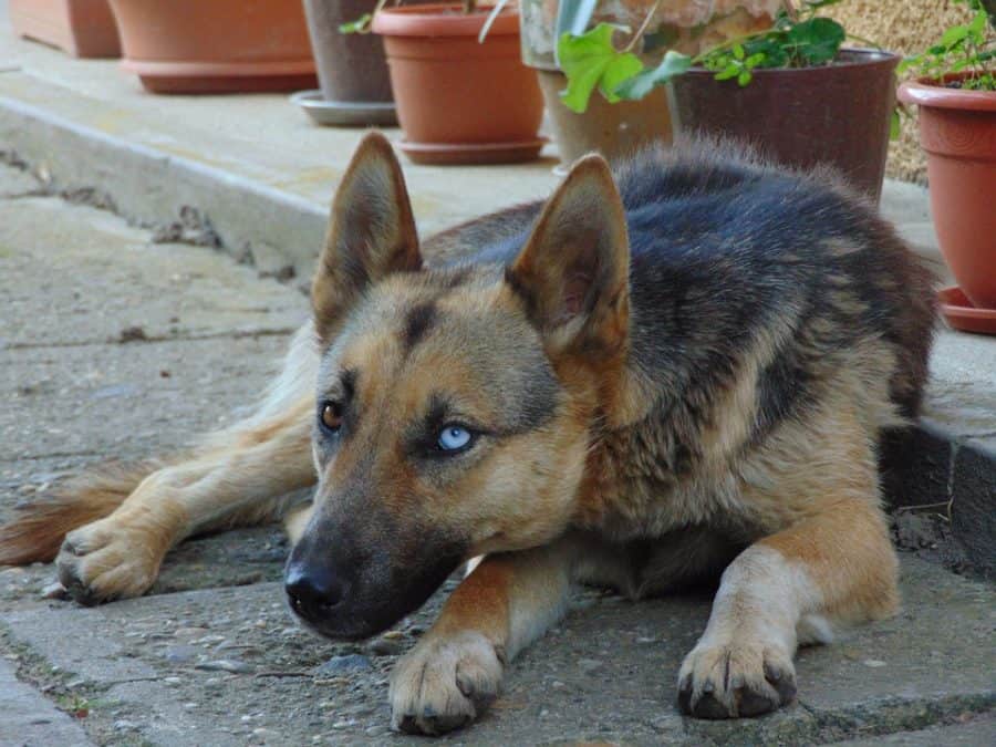 German Shepherd Husky Mix A Strong & Striking Dog My Dog's Name