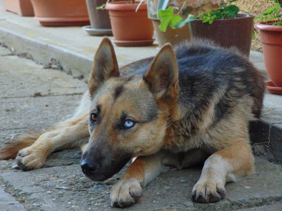 German Shepherd Husky Mix