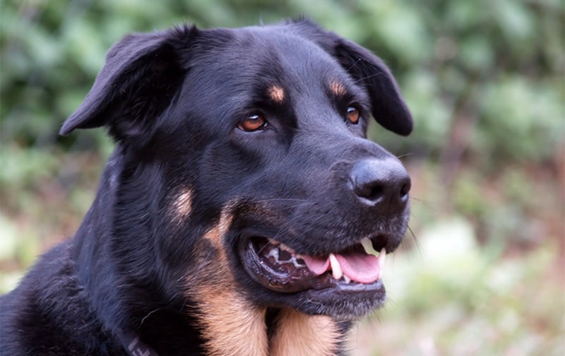 German Shepherd Rottweiler Mix