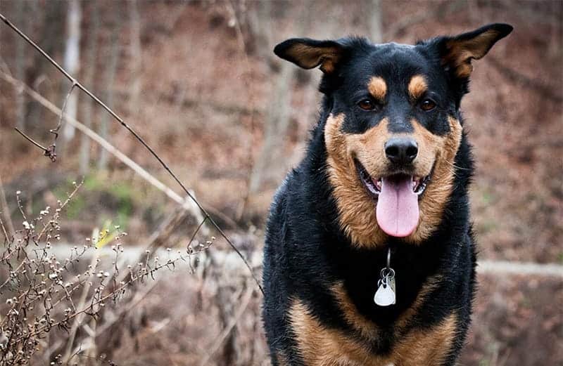 German Shepherd Rottweiler Mix