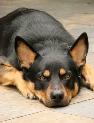 German Shepherd Rottweiler Mix