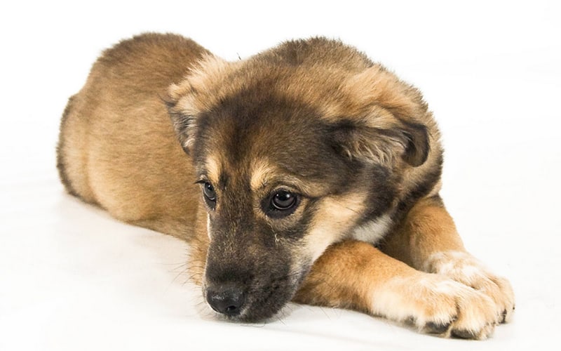 Golden Retriever German Shepherd Mix