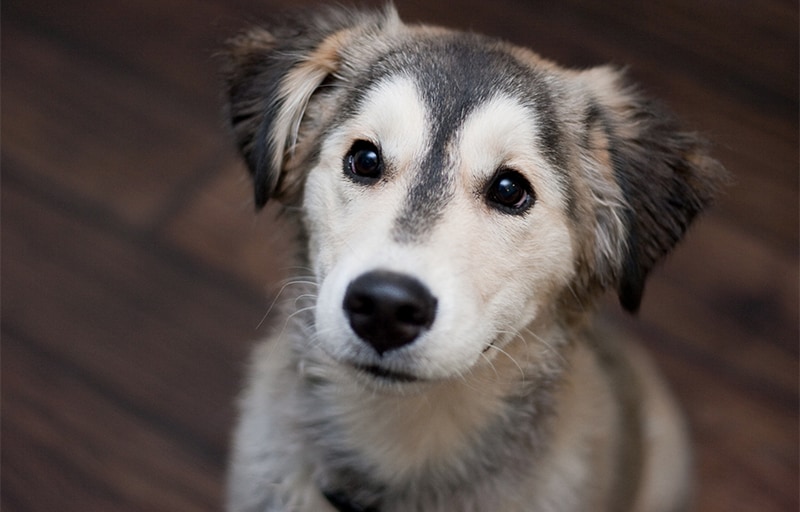 Golden Retriever Husky Mix