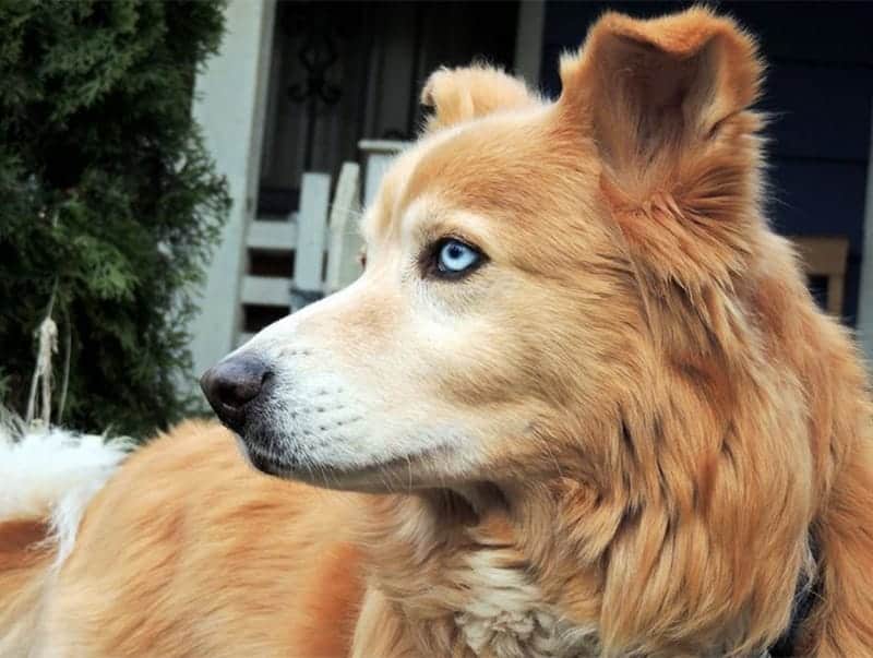 Golden Retriever Mix – Meet Beloved Goberian My Dog's
