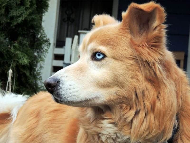 Golden Retriever Husky Mix