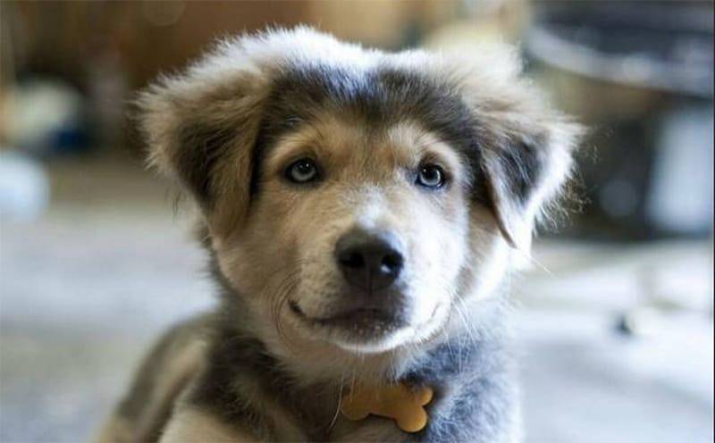 Golden Retriever Husky Mix