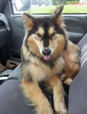 Golden retriever puppies mixed with best sale husky