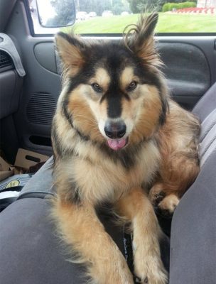 Golden Retriever Husky Mix