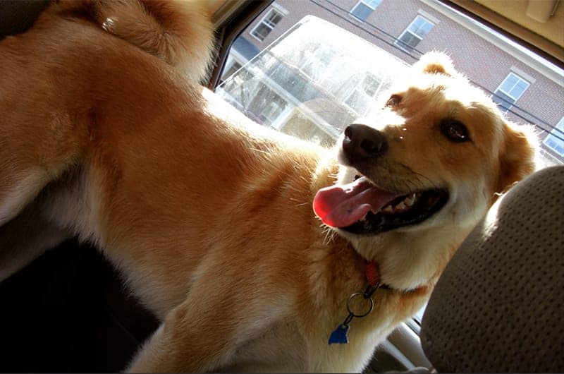 Golden Retriever Husky Mix