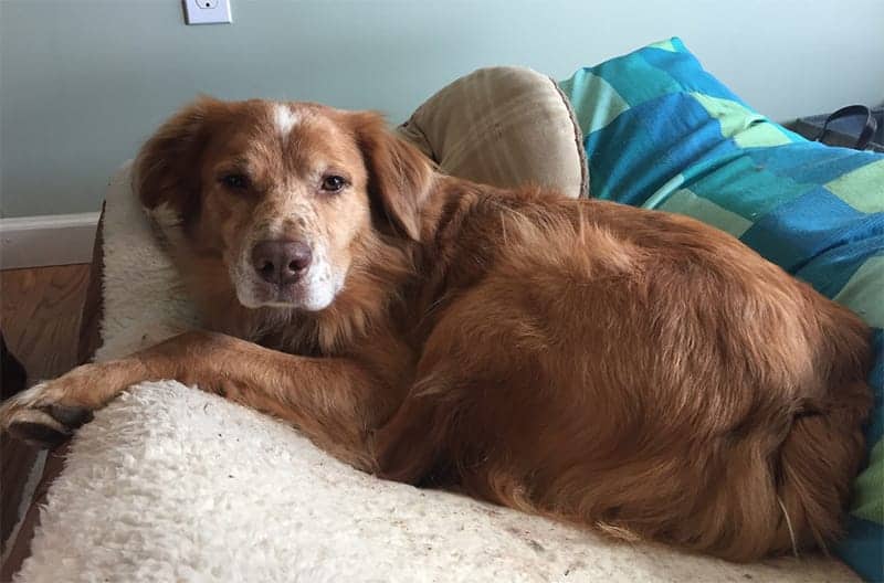 Australian Shepherd Golden Retriever Mix