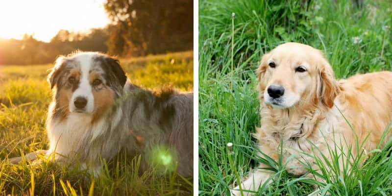 Australian Shepherd Golden Retriever Mix