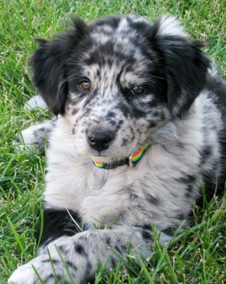 Australian Shepherd Lab Mix