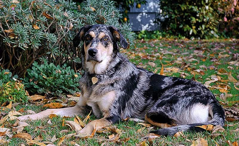 Australian Shepherd Lab Mix