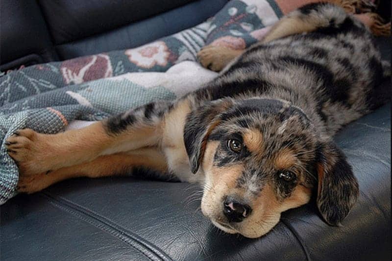 Australian Shepherd Lab Mix