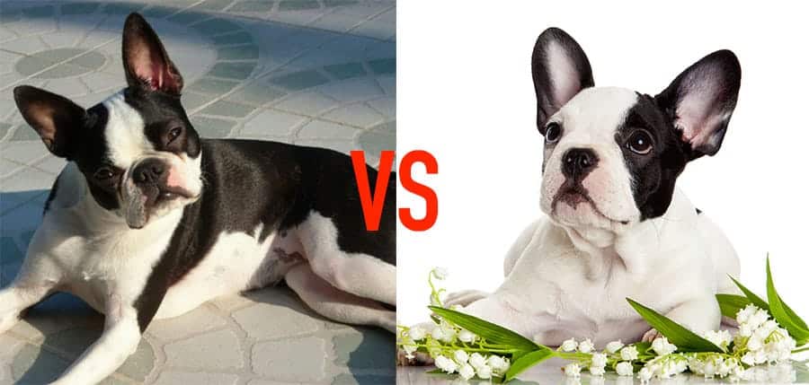 boston terrier vs french bulldog