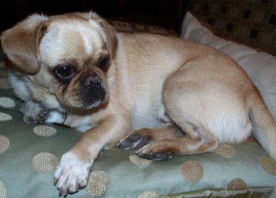 Chihuahua Pug Mix – Discover the Adorable Chug - My Dog's Name