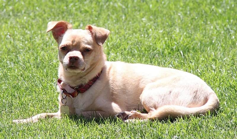 Chihuahua Pug Mix – Discover - My Dog's Name