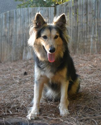 german shepherd australian shepherd mix