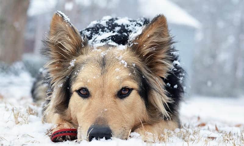 German Shepherd Australian Shepherd Mix