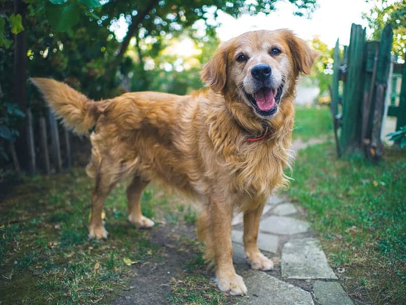 Golden Retriever Corgi Mix