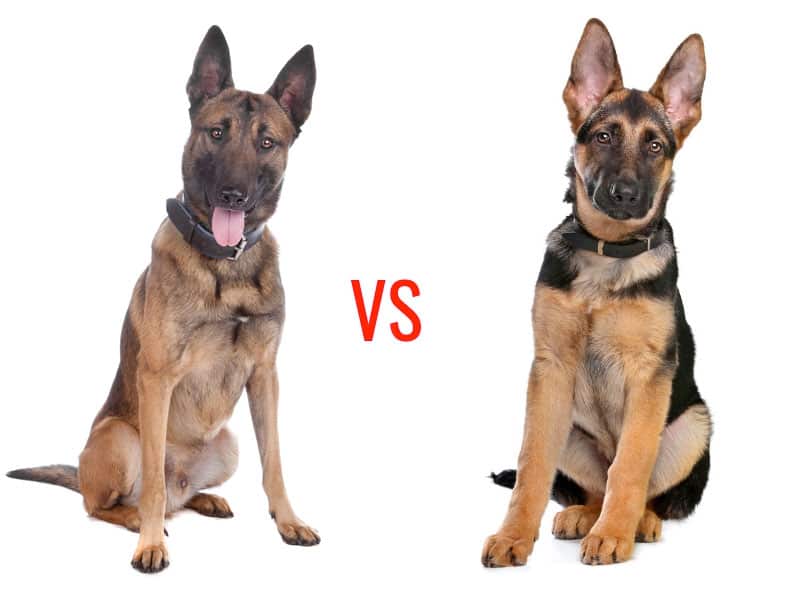 4 Different Types Of Belgian Malinois