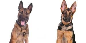 Belgian Malinois vs German Shepherd