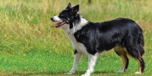 border collie aussie mix